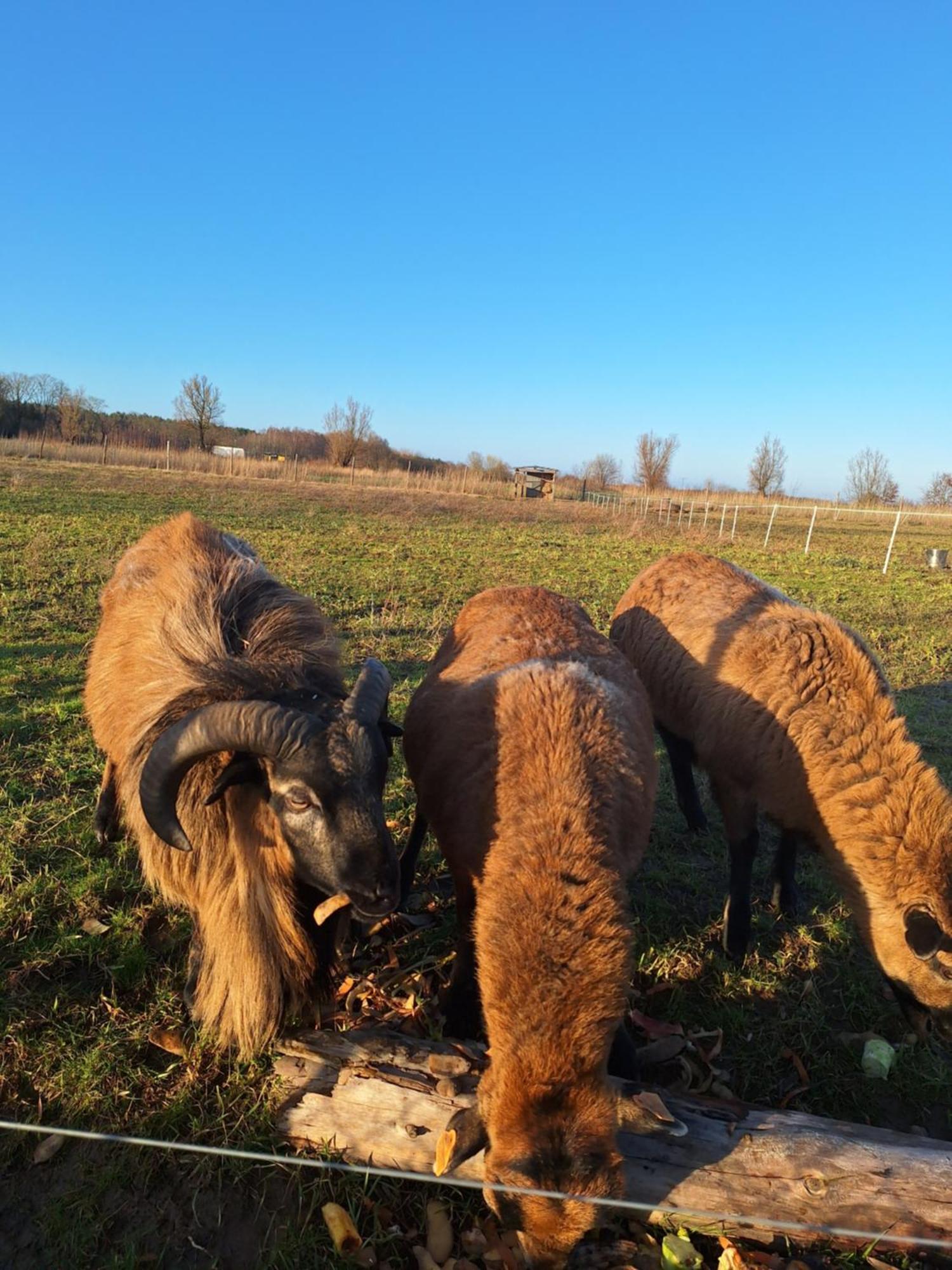 Porzeczkowe Domki Ujście-Darłowskie Dış mekan fotoğraf
